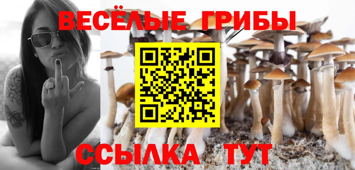 Псилоцибиновые грибы GOLDEN TEACHER  Вход с VPN  Торжок  Псилоцибиновые грибы Psilocybe 